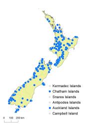 Blechnum colensoi distribution map based on databased records at AK, CHR & WELT.
 Image: K.Boardman © Landcare Research 2020 CC BY 4.0